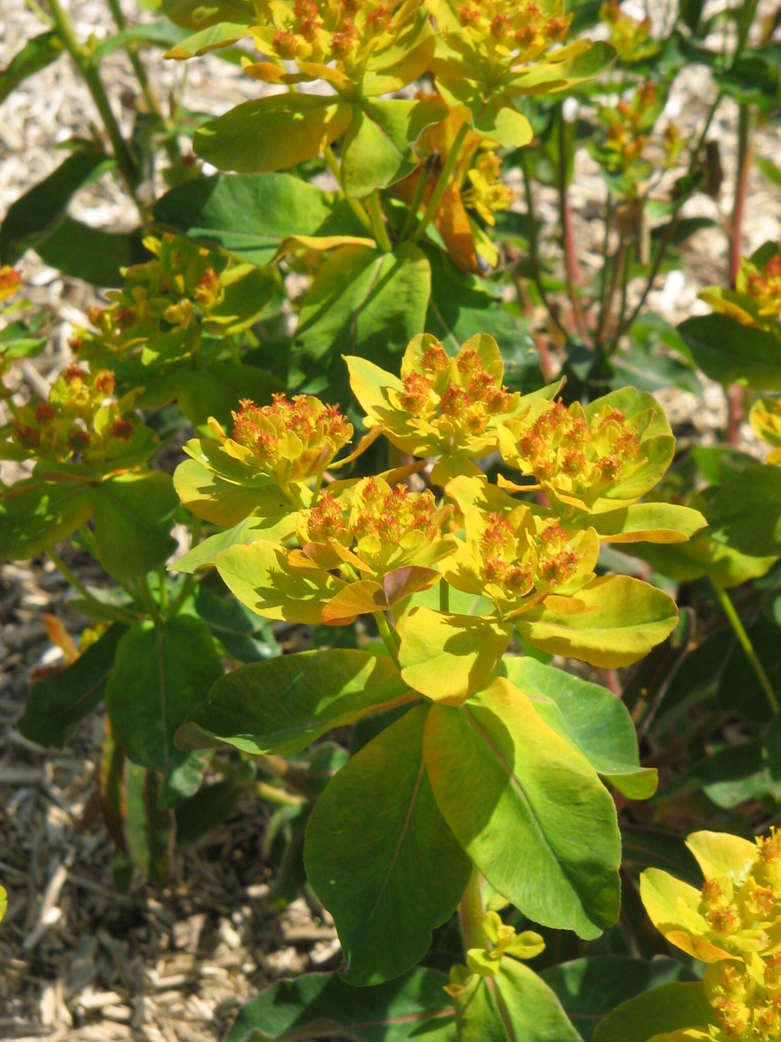 Image of cushion spurge