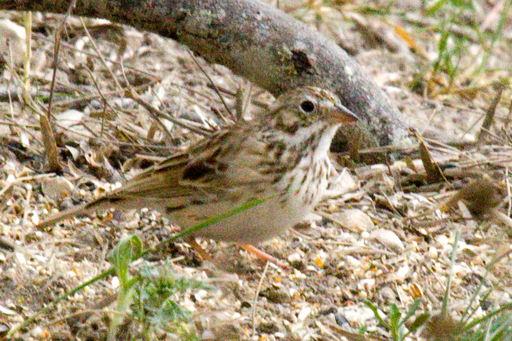 Image of Pooecetes Baird & SF 1858