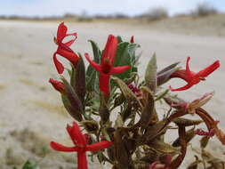 Image of Petalidium coccineum S. Moore