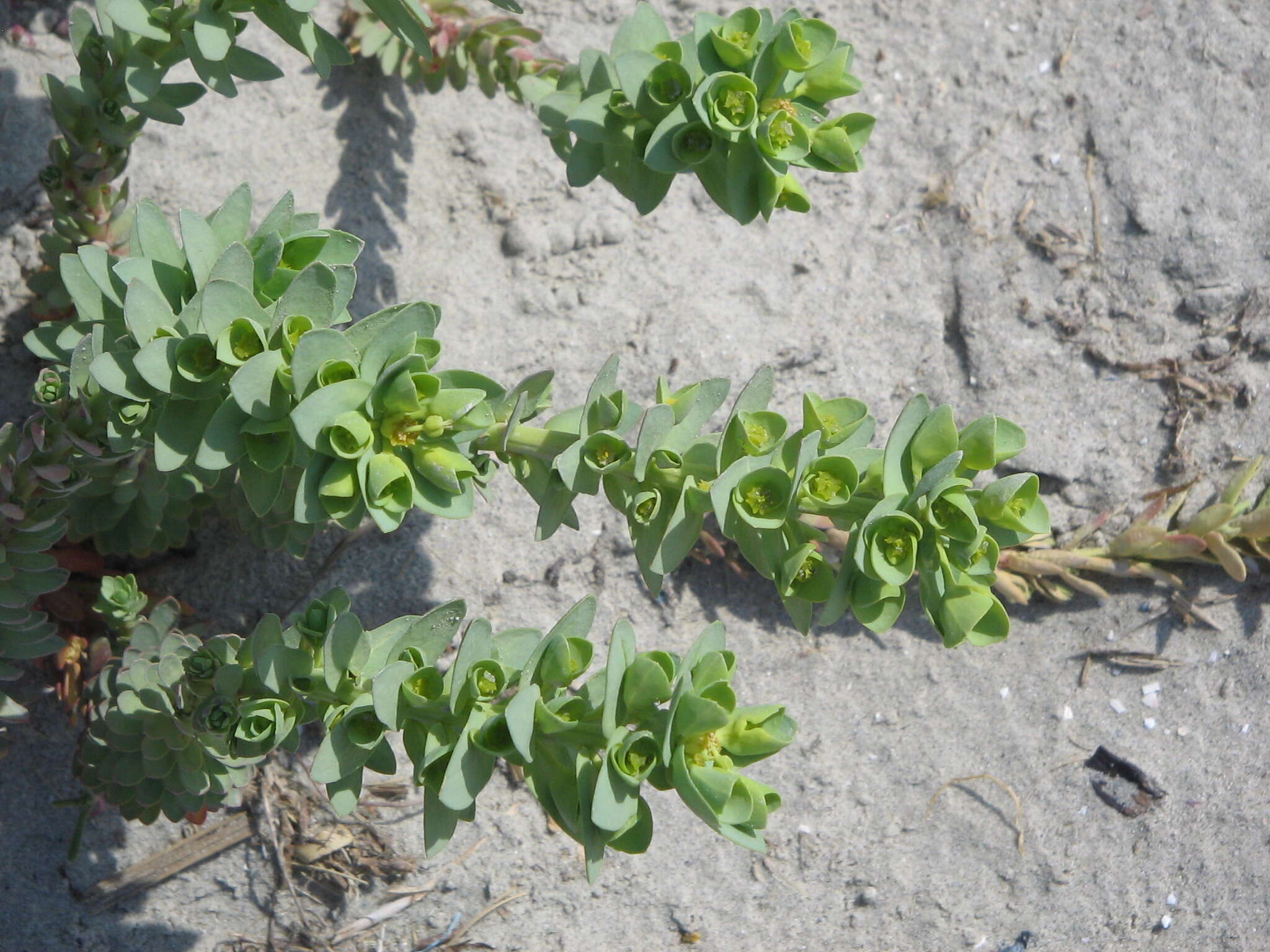 Image of sea spurge