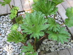 Image of giant rhubarb