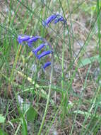 Image of Common Bluebell