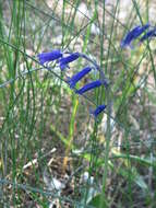 Image of Common Bluebell