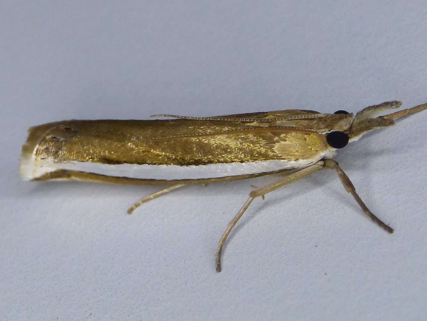 Image of Crambus unistriatellus Packard 1868