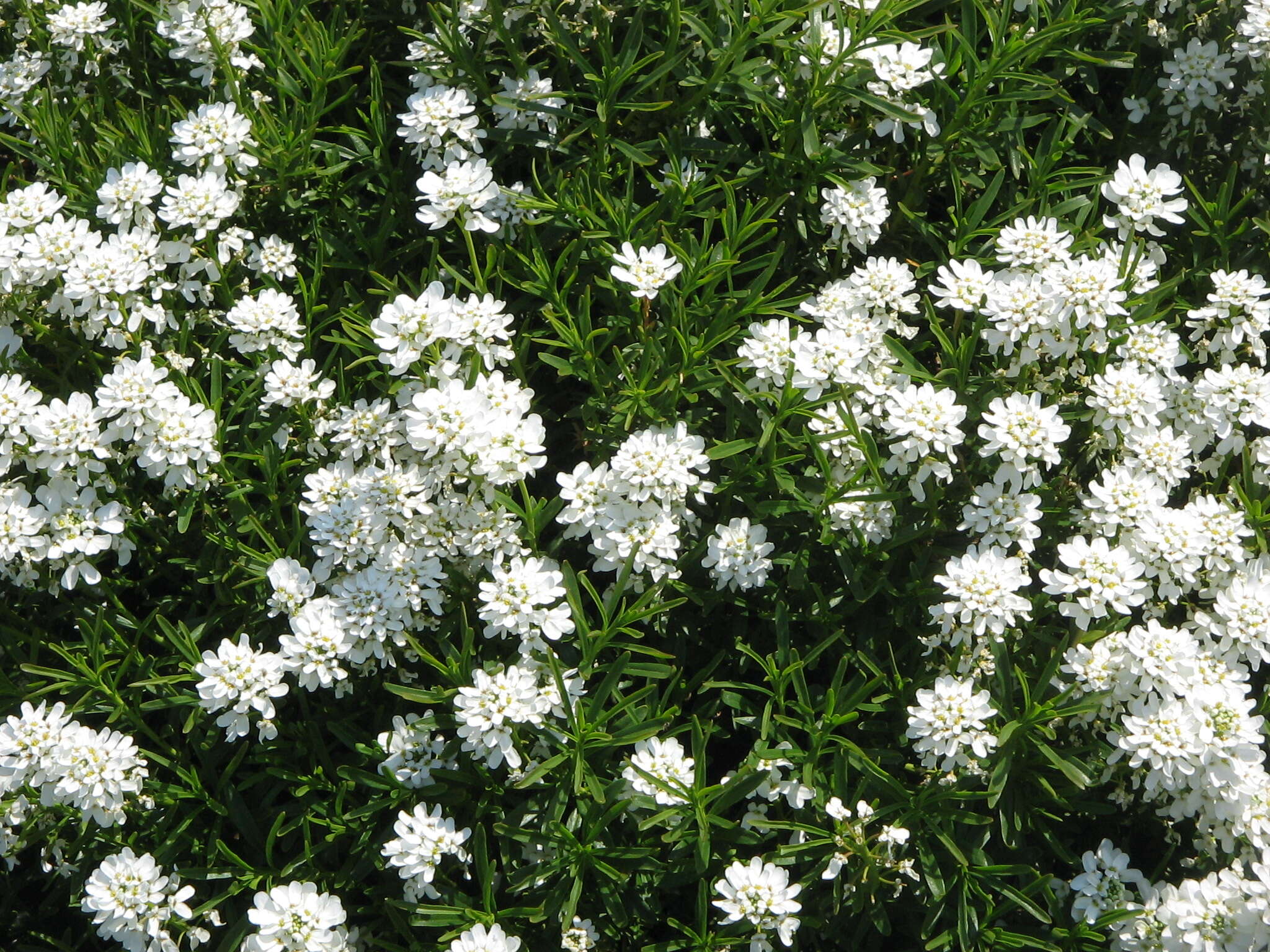 Imagem de Iberis sempervirens L.