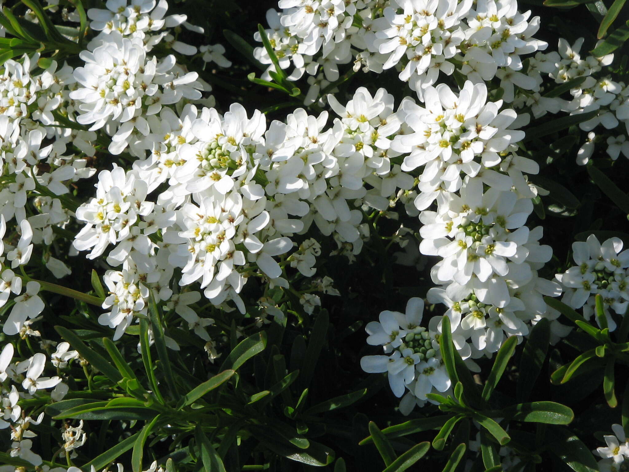 Imagem de Iberis sempervirens L.