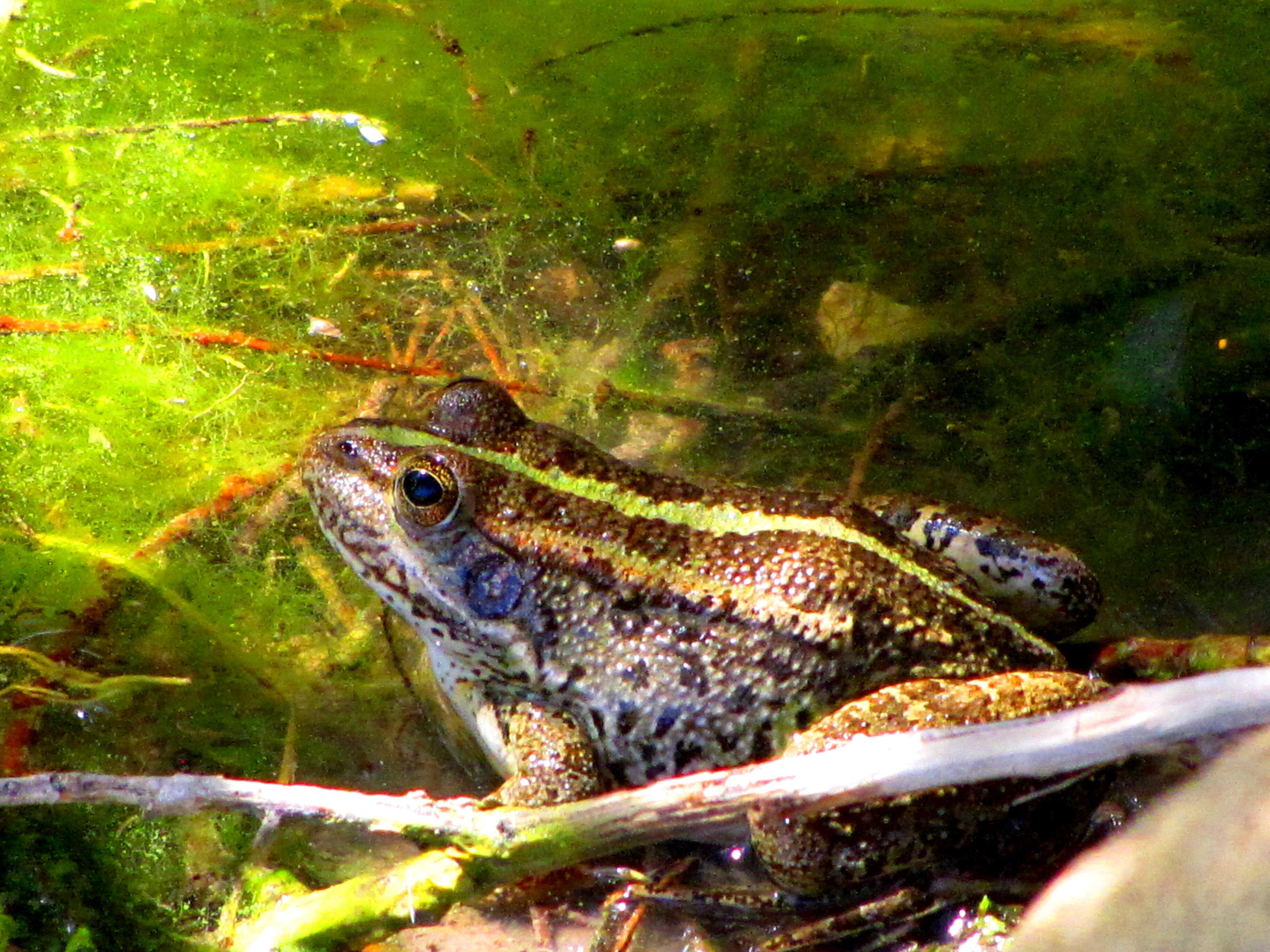 Image of Levant Green Frog