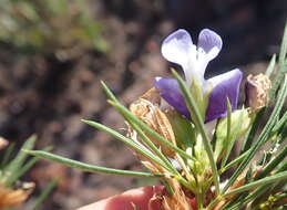 Image of Psoralea sordida