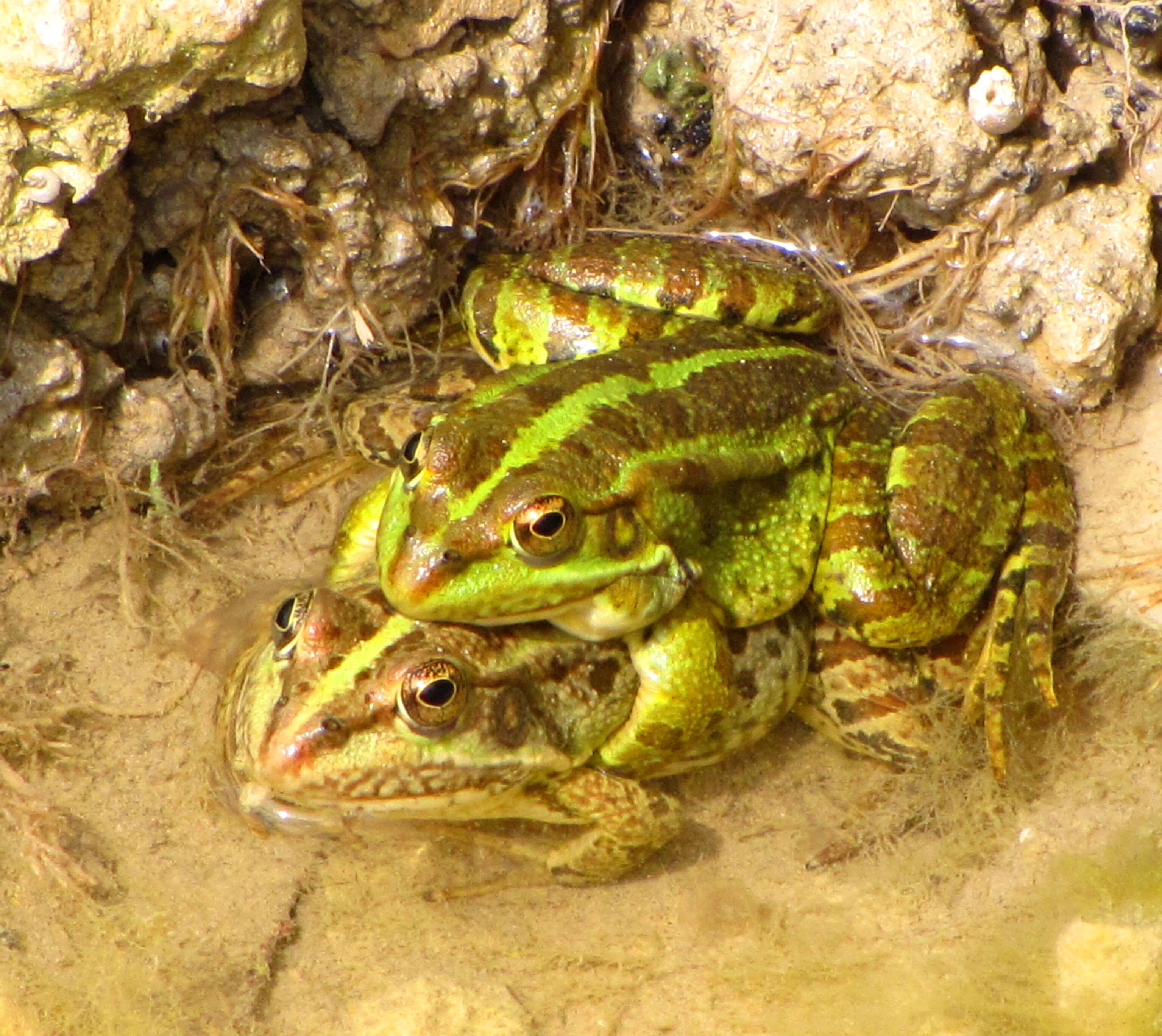 Image of Levant Green Frog