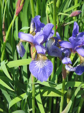 Image of German Iris