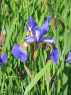 Image of German Iris