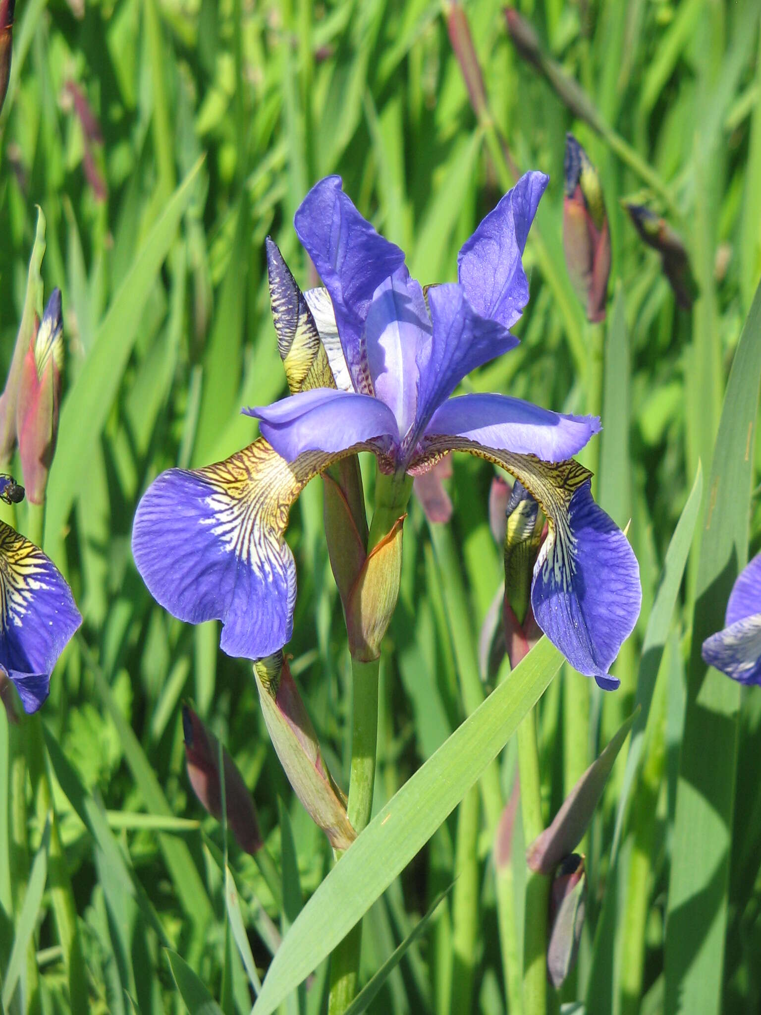 Image of German Iris