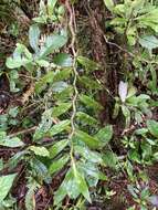 Image de Angraecum mauritianum (Poir.) Frapp.