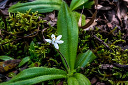 Image of Hypoxis membranacea Baker