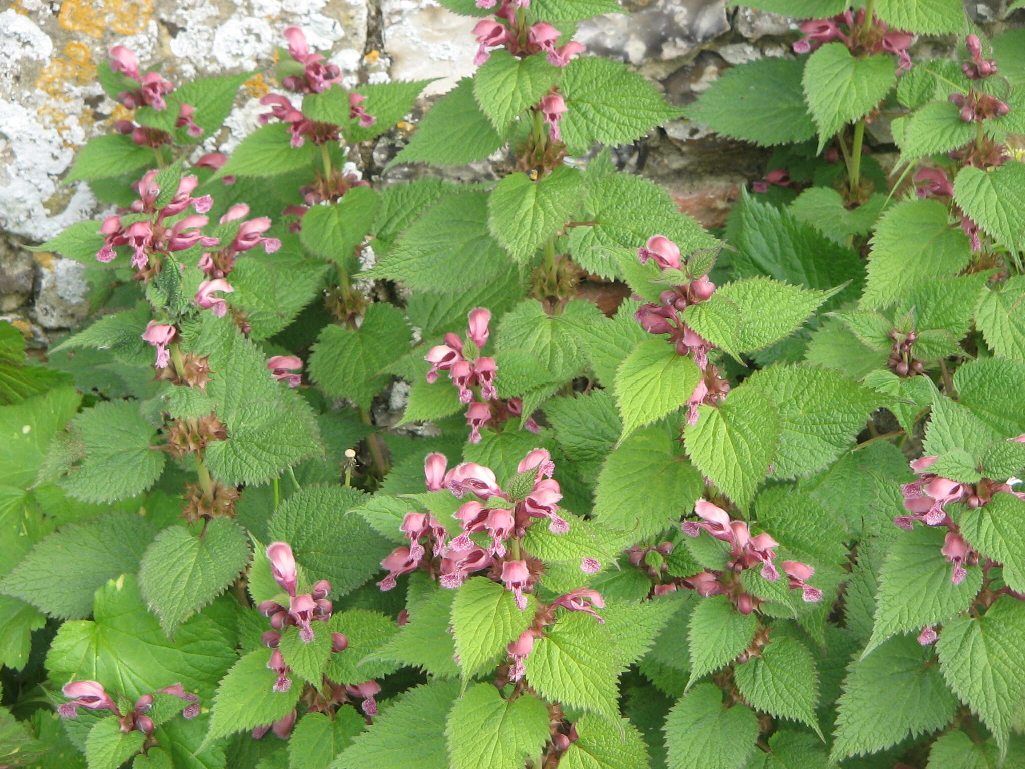 Image of Lamium orvala L.