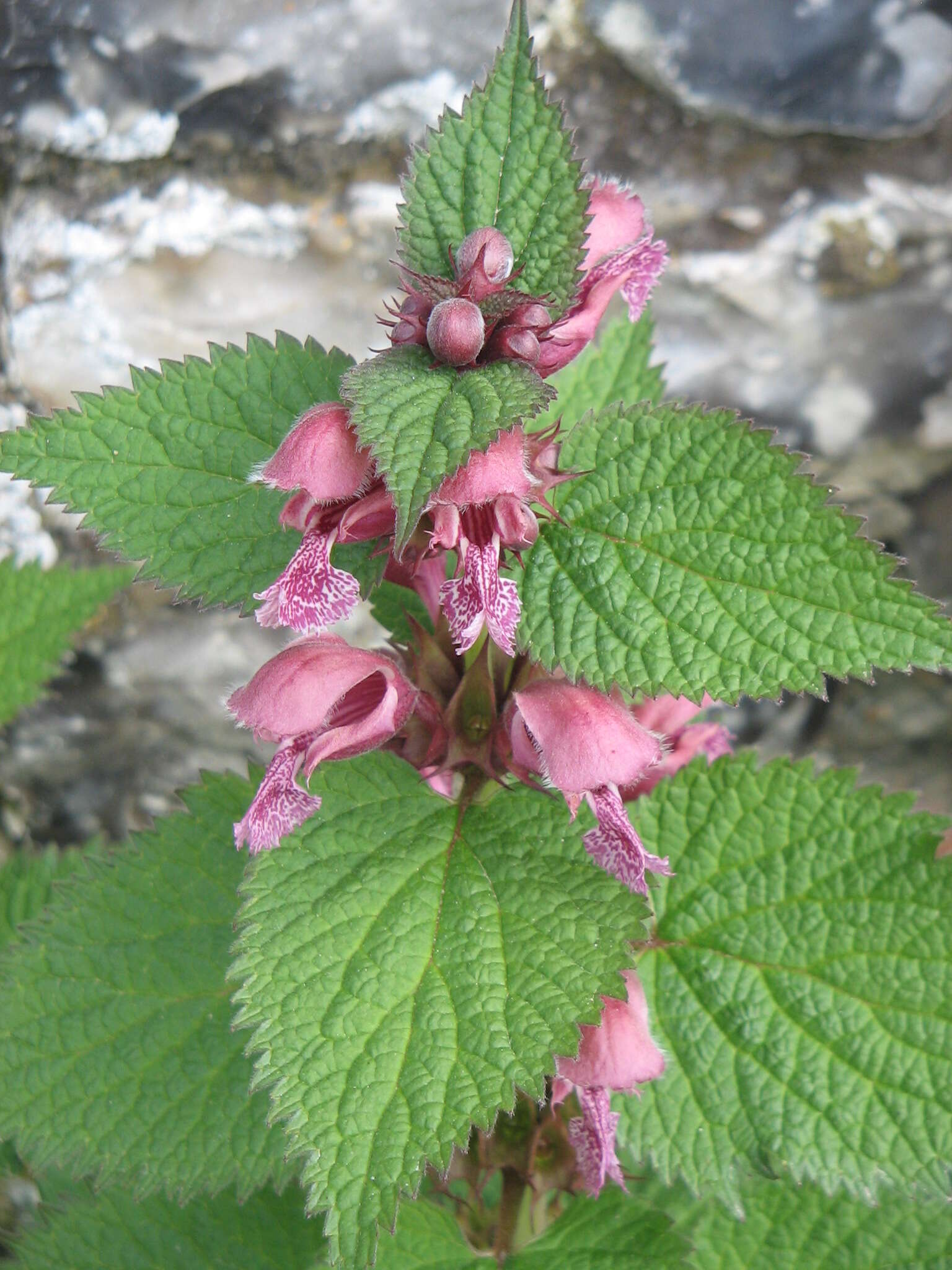 Image of Lamium orvala L.