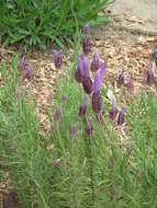 Image of French lavender