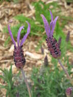 Image of French lavender