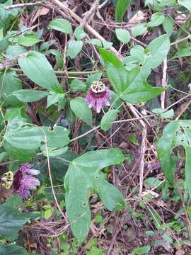 Image of Passiflora smithii Killip