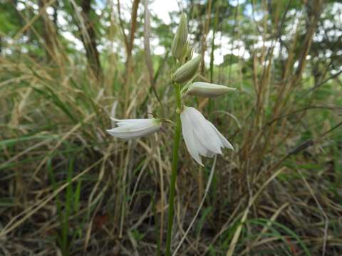 Image of Eulophia euantha Schltr.