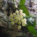 صورة Hoya lacunosa Bl.