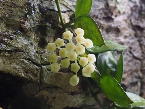 Image of Hoya lacunosa Bl.