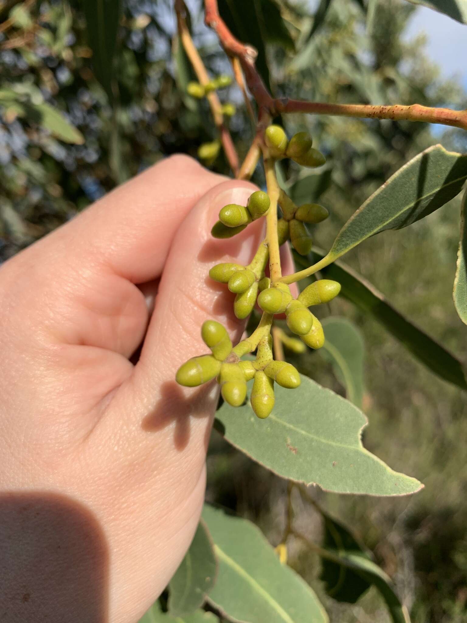 Image of Eucalyptus kitsoniana Luehm. ex Maiden