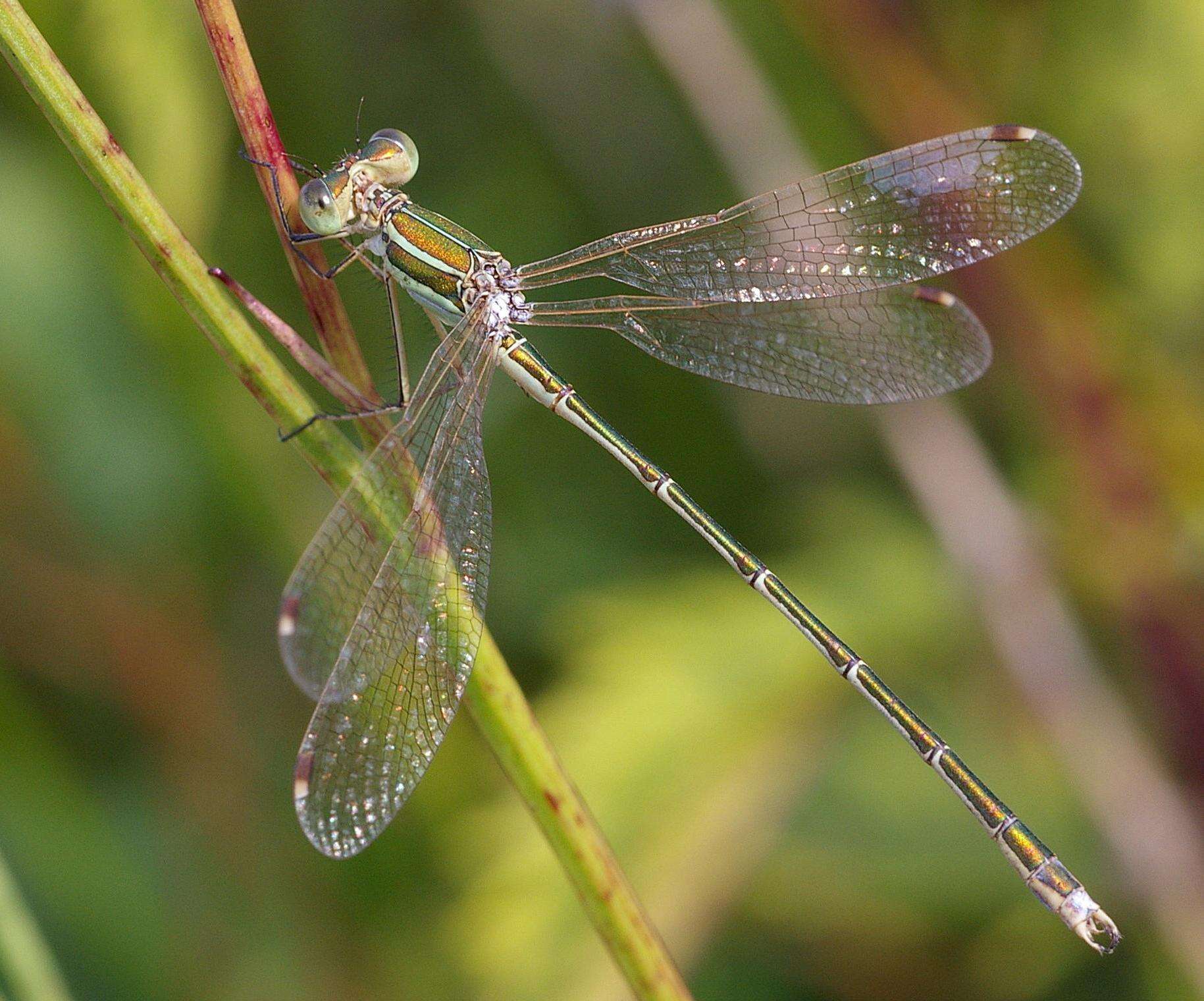 Image of Migrant Spreadwing