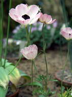 Image of Ranunculus asiaticus