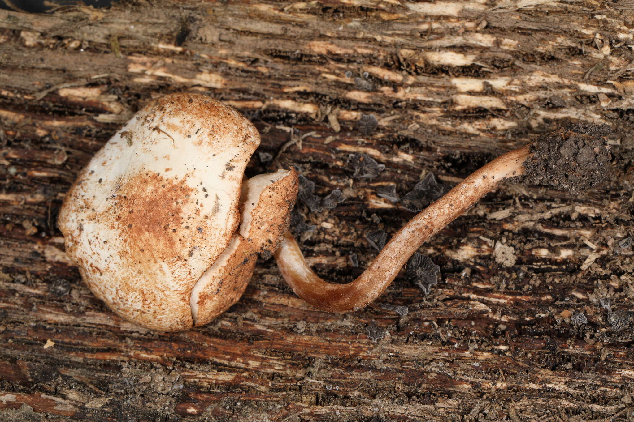 Image of Cystolepiota hetieri (Boud.) Singer 1973