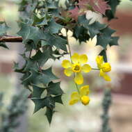 Image of Fremont's mahonia