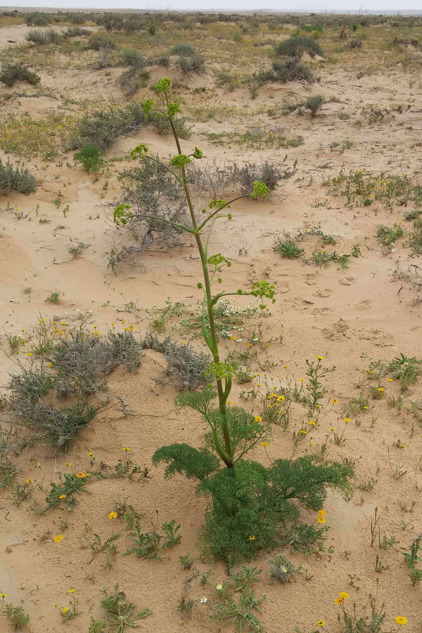 Image de Ferula sinaica Boiss.