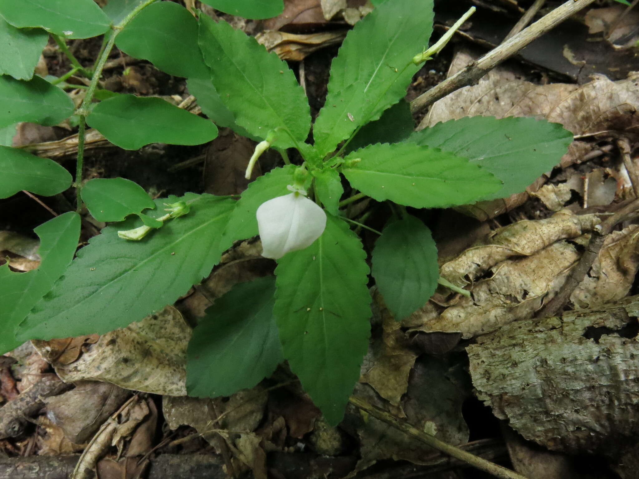 Image of Hybanthus thiemei (Donn. Smith) Morton