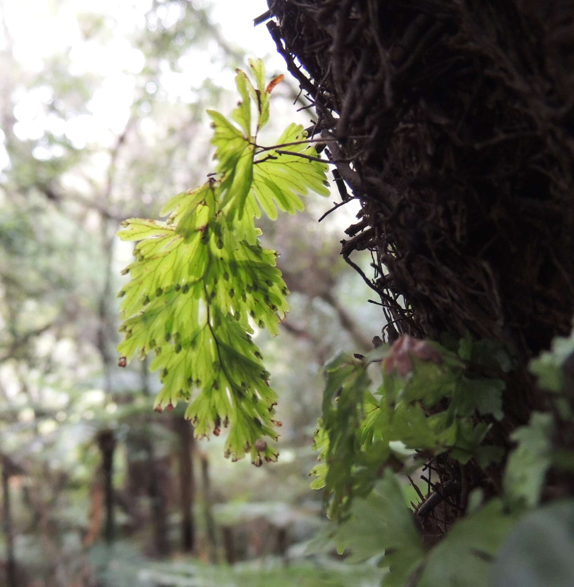 Imagem de Hymenophyllum flabellatum Labill.