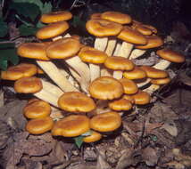 Image of Omphalotus illudens (Schwein.) Bresinsky & Besl 1979