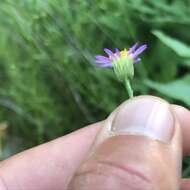 Image of serpentine erigeron