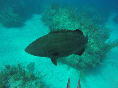 Image of Black Grouper