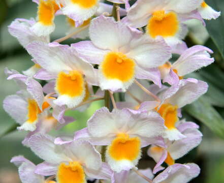 Image of Dendrobium farmeri Paxton