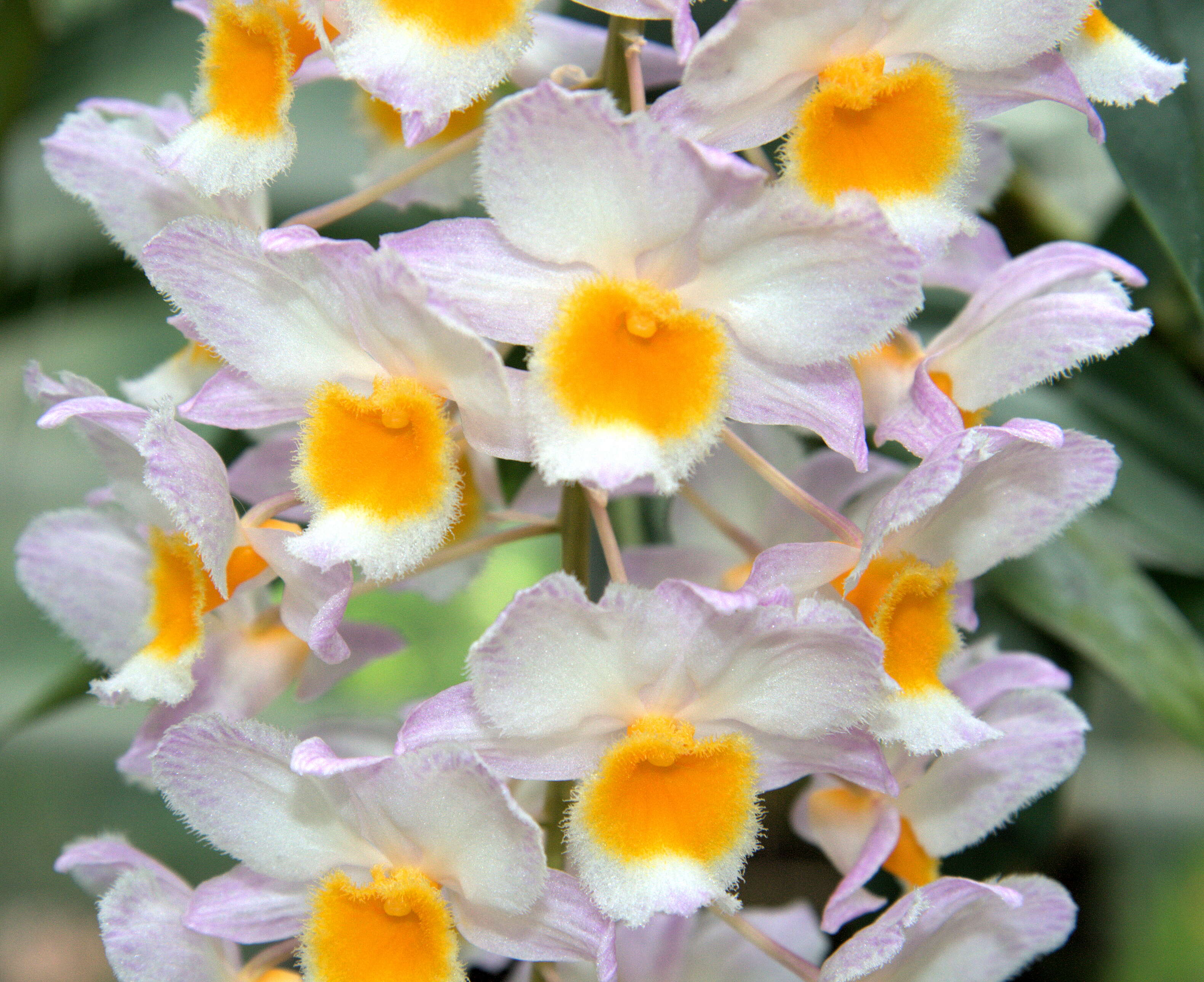 صورة Dendrobium farmeri Paxton