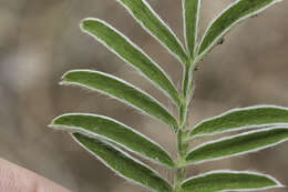 Image of bearded cinquefoil