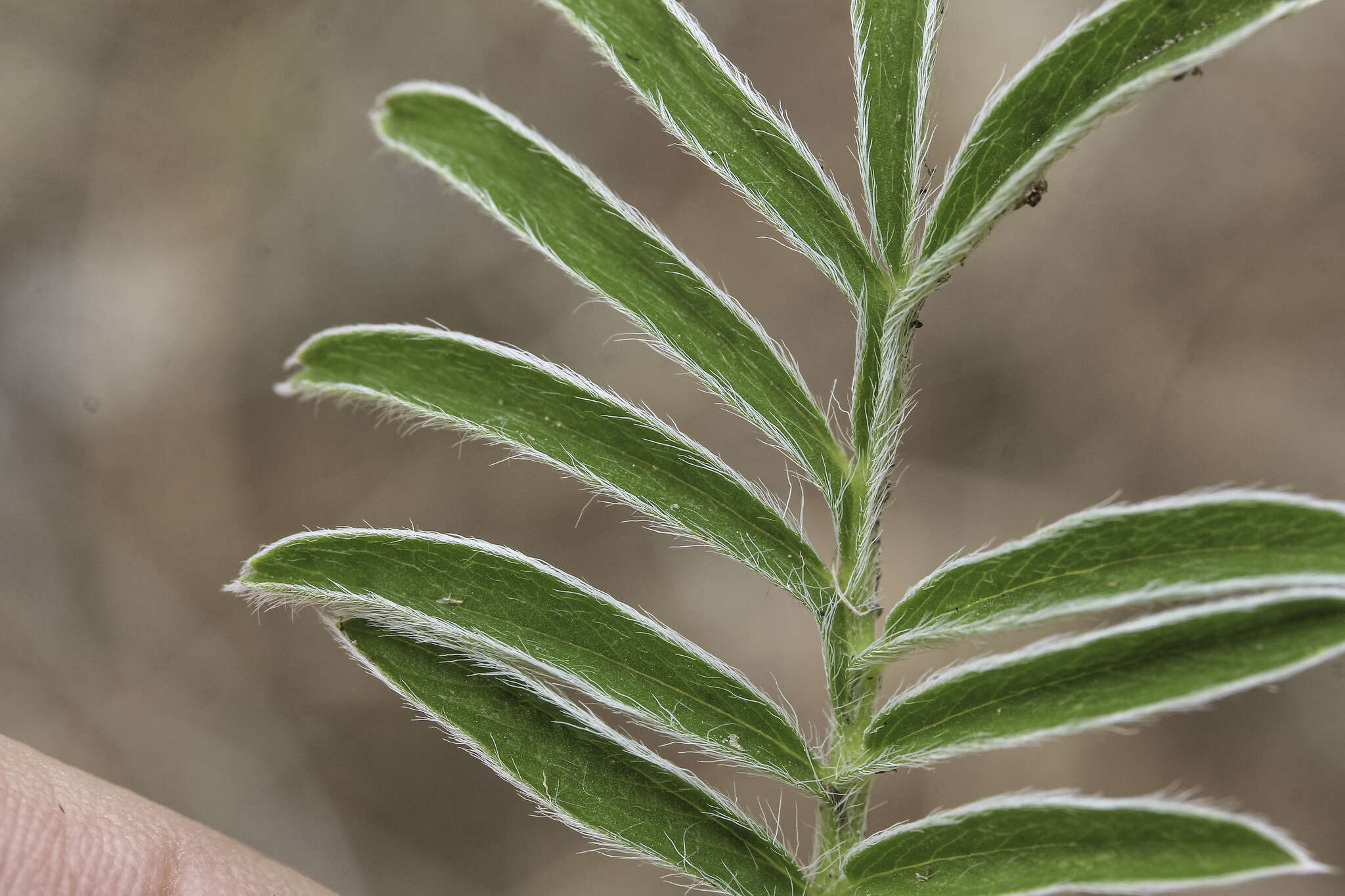 Potentilla crinita A. Gray resmi