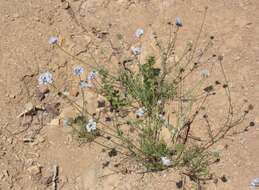 Image of bluehead gilia