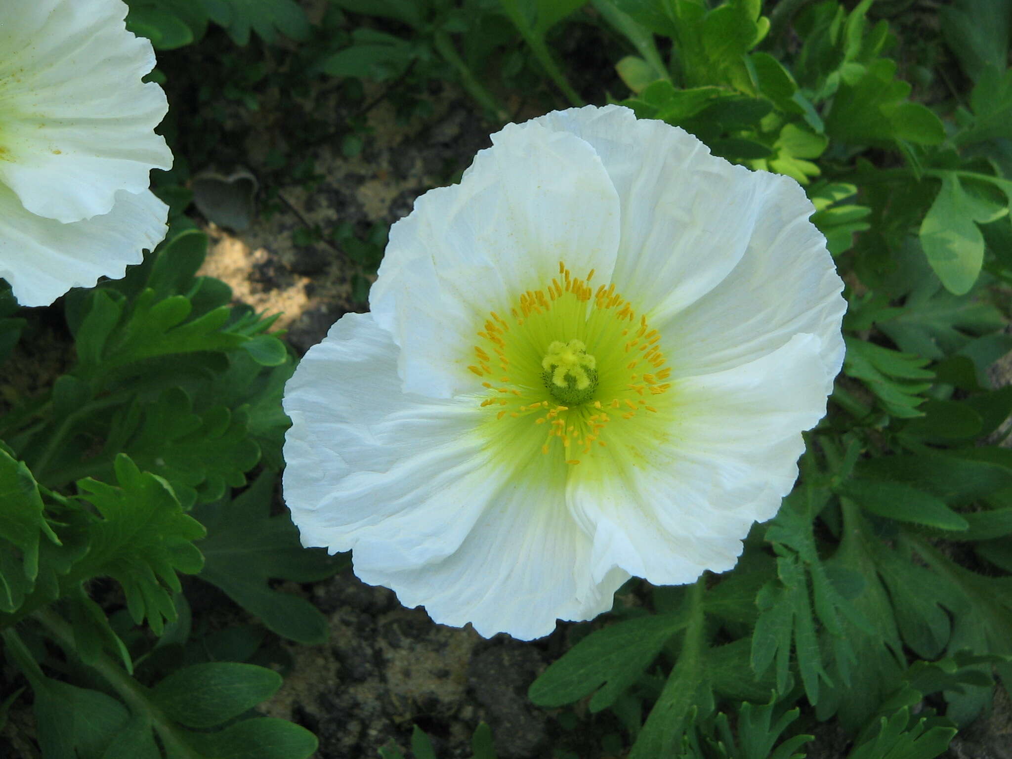 Imagem de Papaver alpinum L.