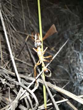 صورة Myrmecia desertorum Wheeler 1915