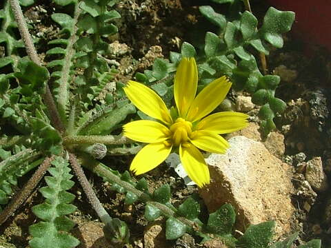 Image of Hyoseris radiata L.