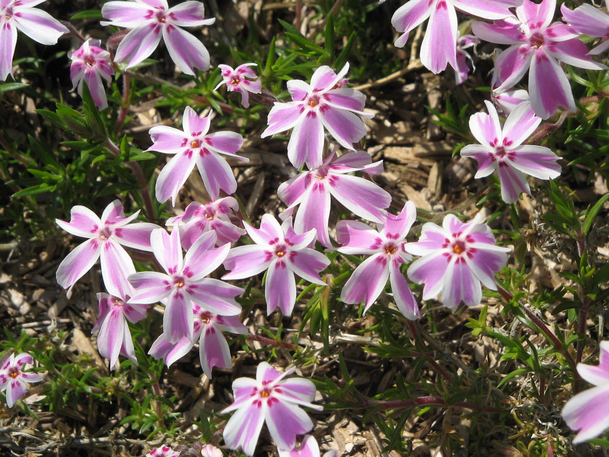 Image of moss phlox