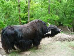 Image of yak