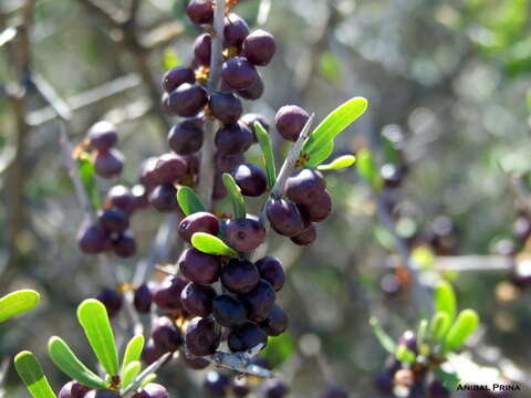 Слика од Schinus johnstonii F. A. Barkley