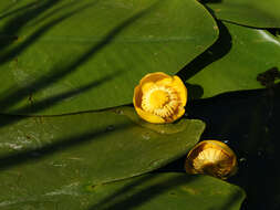 Image of Yellow Water-lily