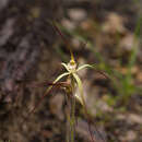 Image de Caladenia xantha Hopper & A. P. Br.